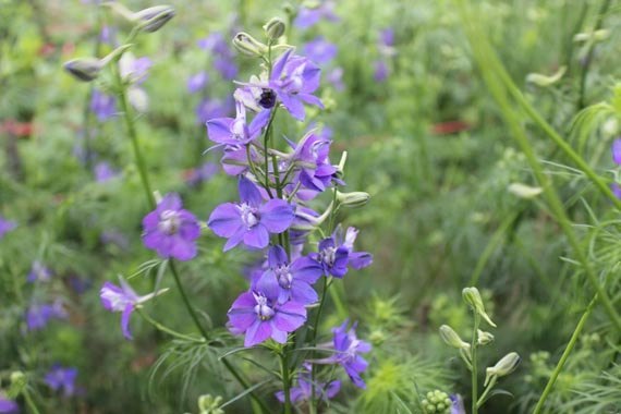 Truyền thuyết hoa Violet